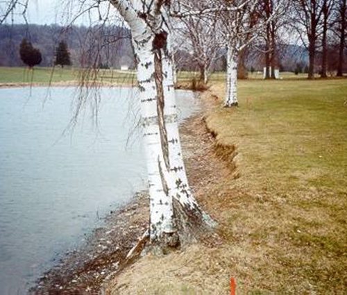 Erosion before shoreline restoration